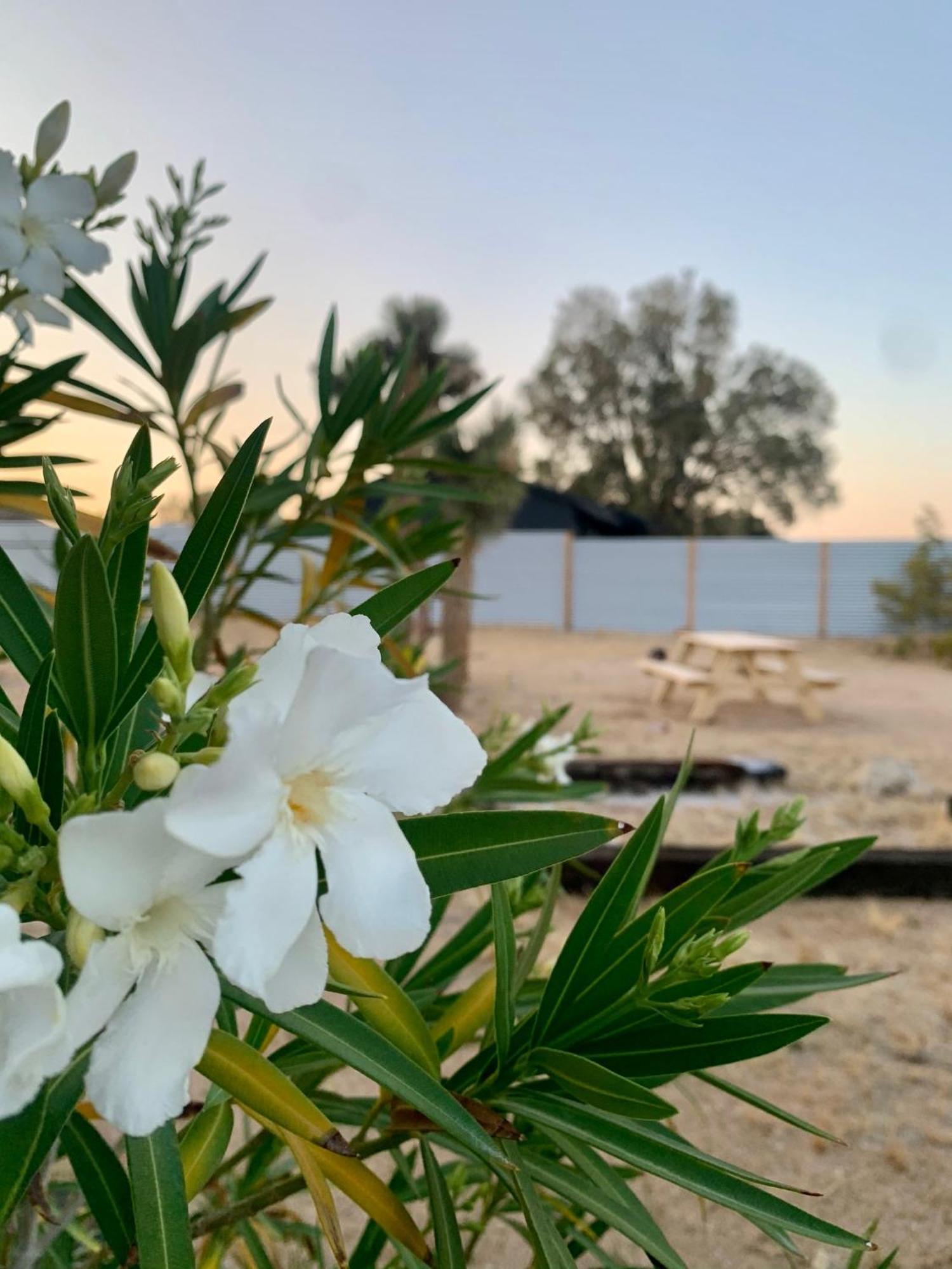 Casa Agave: Comfy Joshua Tree Cottage With Free Breakfast Bar ภายนอก รูปภาพ